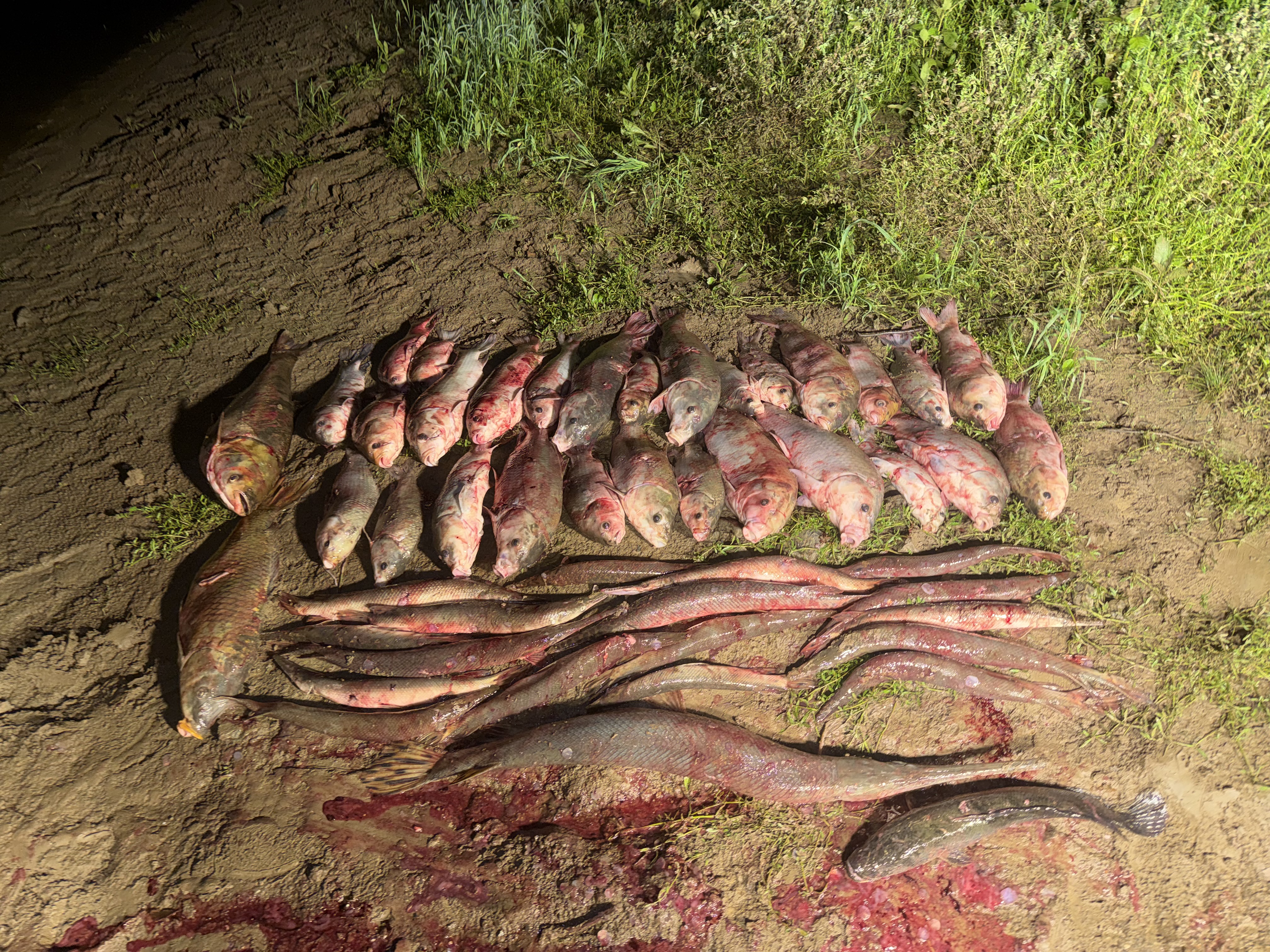 Bowfishing Top Deck