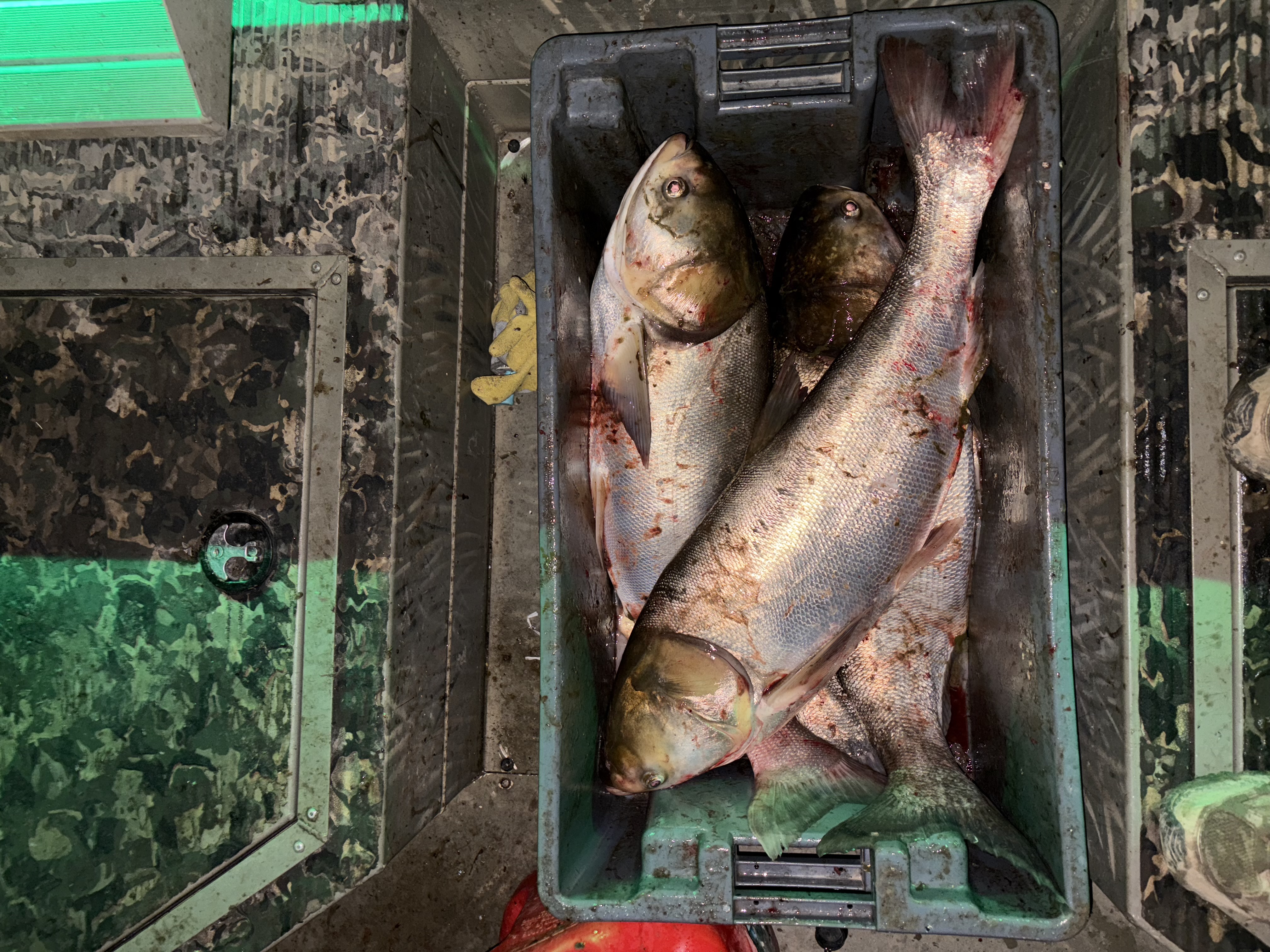 Bowfishing Top Deck